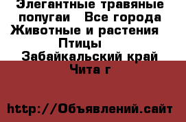 Элегантные травяные попугаи - Все города Животные и растения » Птицы   . Забайкальский край,Чита г.